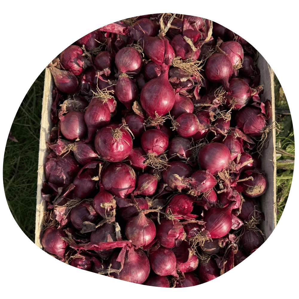 Oignons rouges