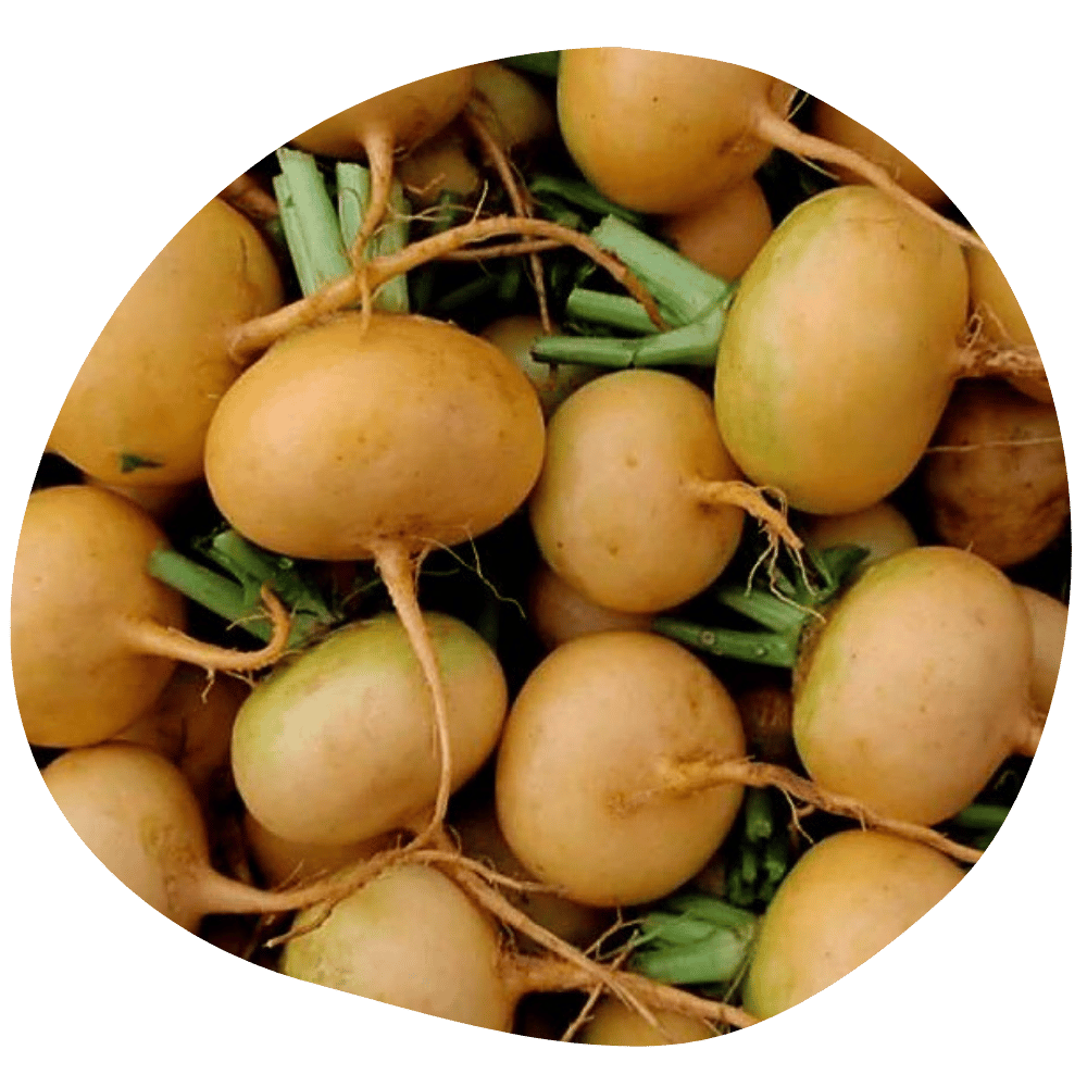 Navets jaunes Boule d'Or