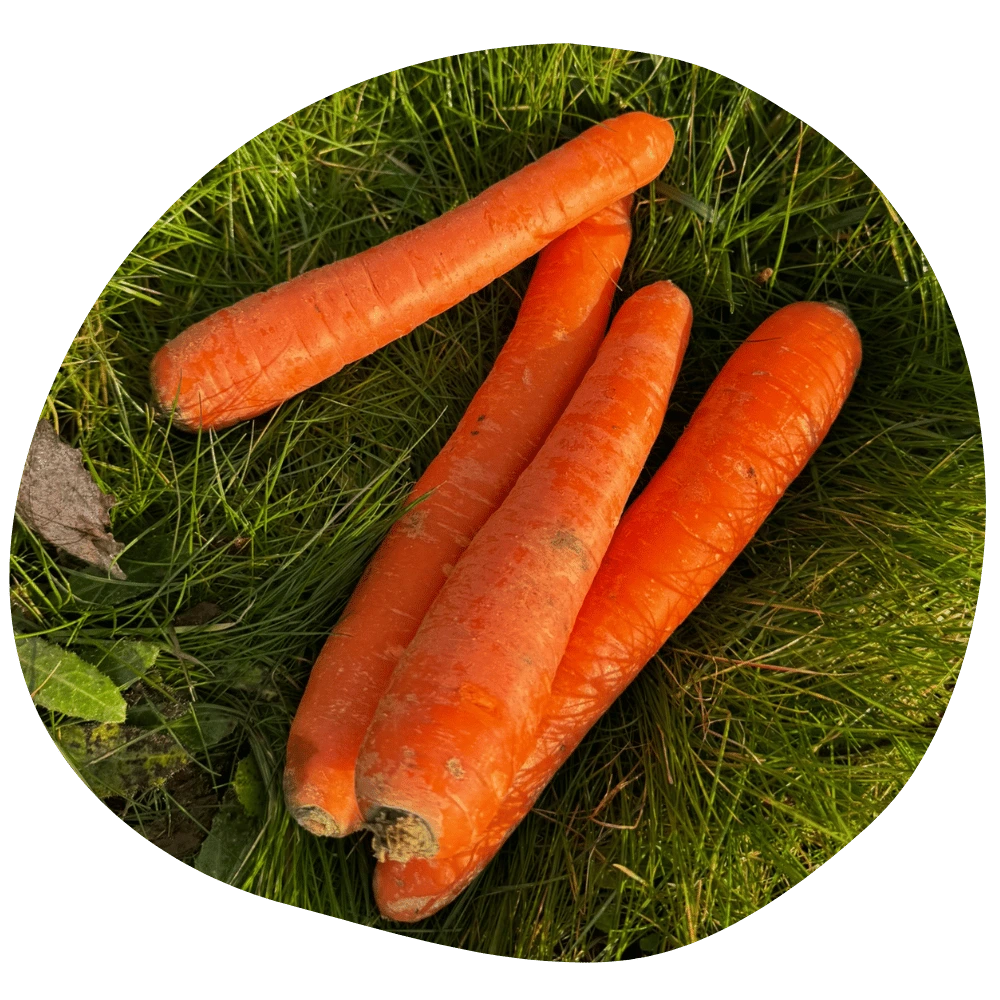 Carottes