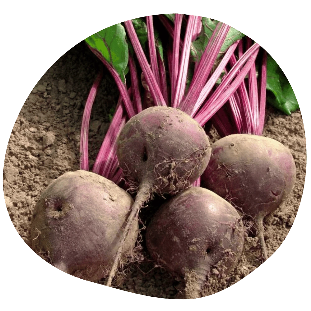 Betteraves rouges