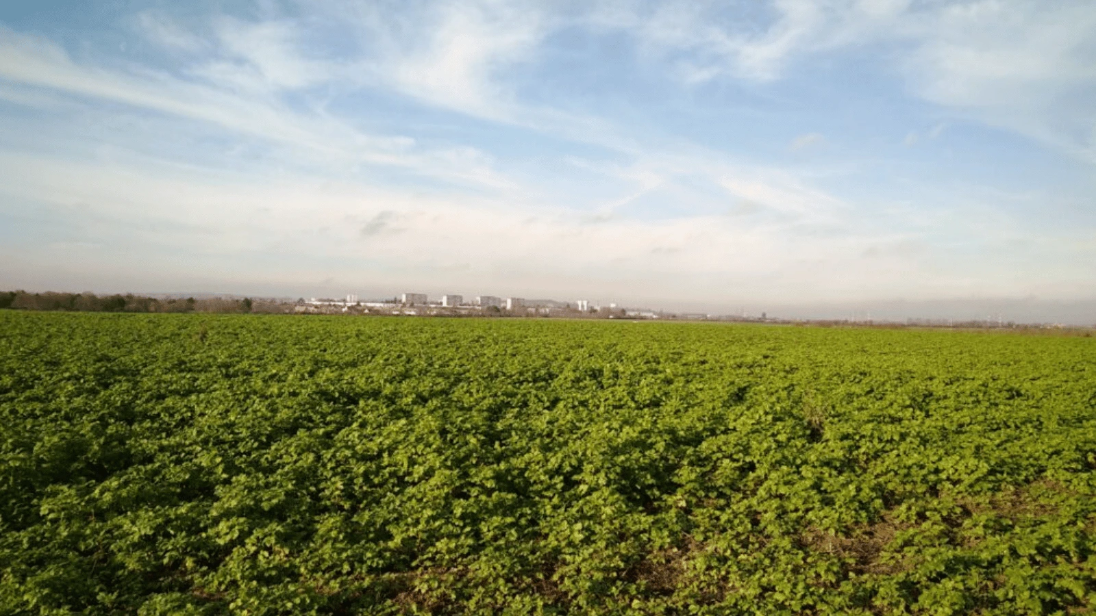 Que cultive-t-on en Île-de-France selon les saisons ?