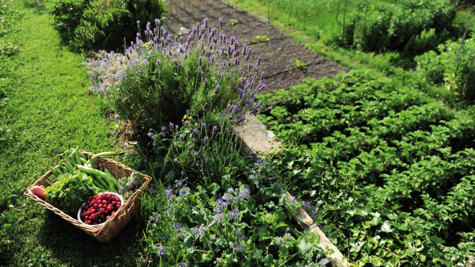 Bio, HVE, Demeter : ce que cachent vraiment les labels