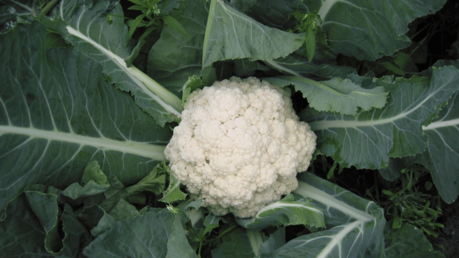 Peut-on manger les feuilles de chou-fleur ?