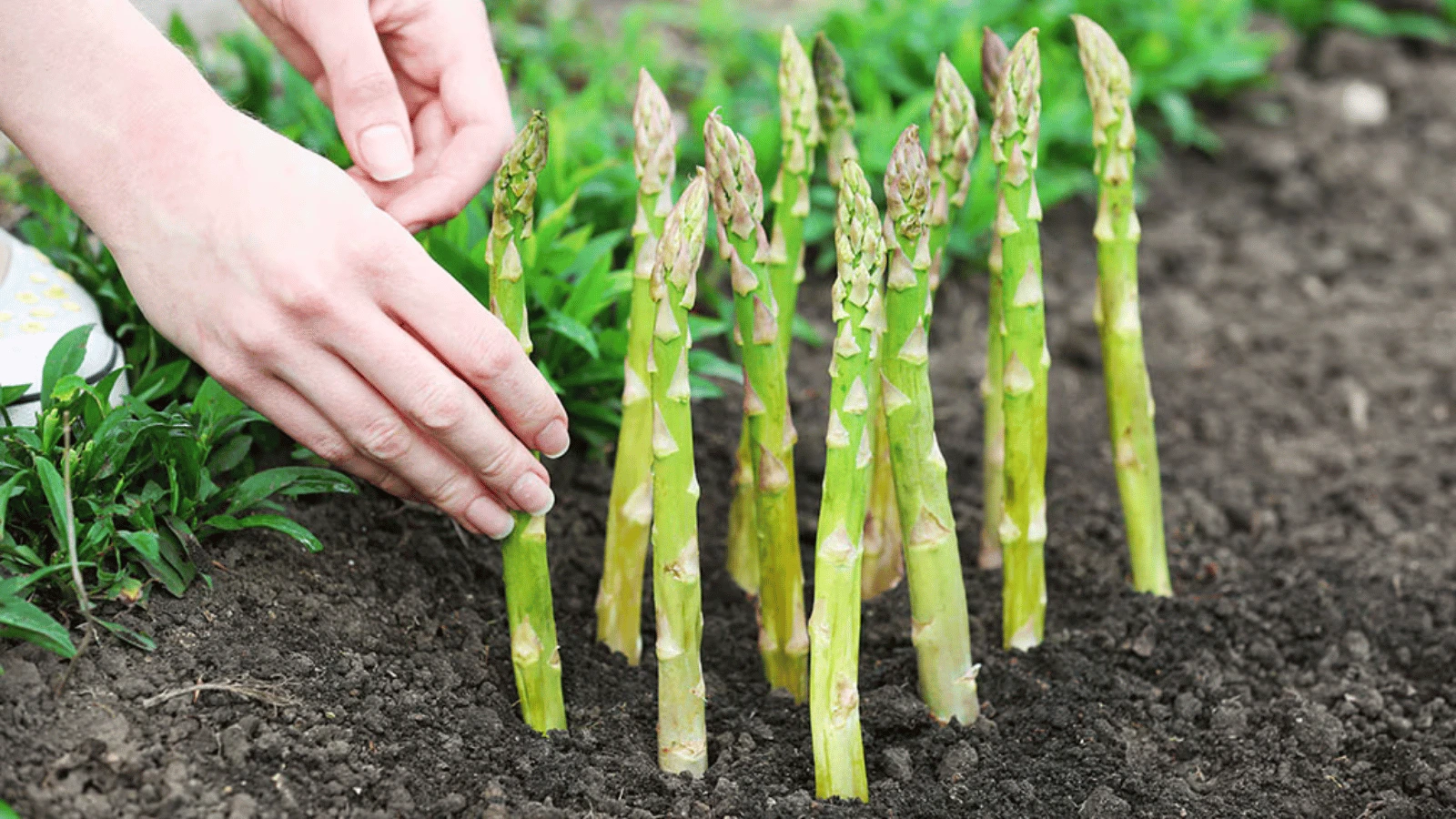 Comment conserver les asperges pour qu'elles restent croquantes ?