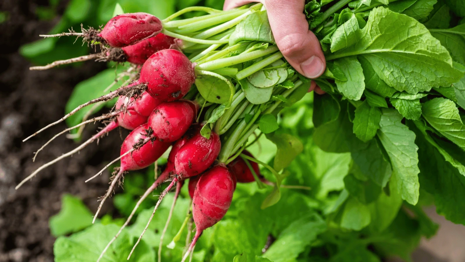 Comment cuisiner les fanes de radis ?