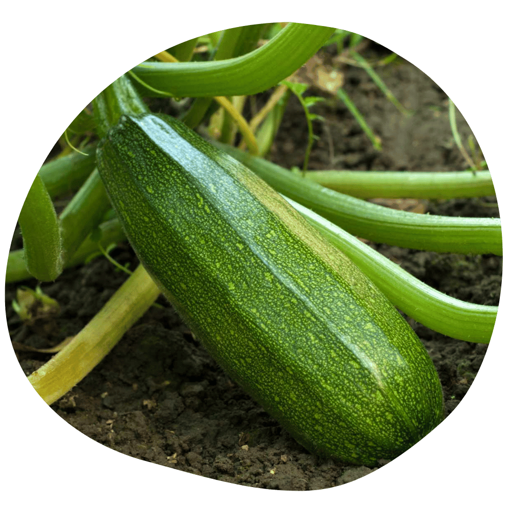 Courgettes