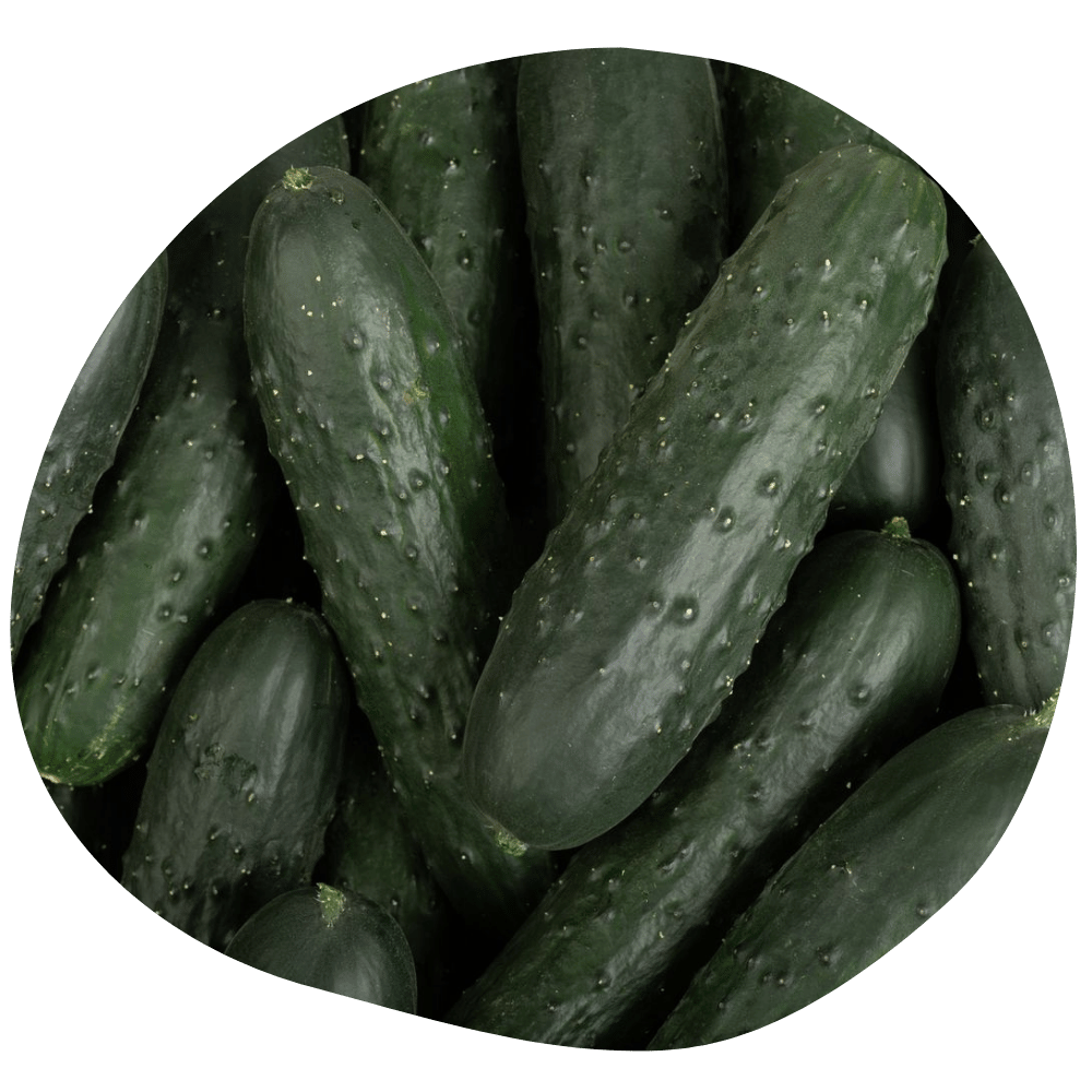 Concombre