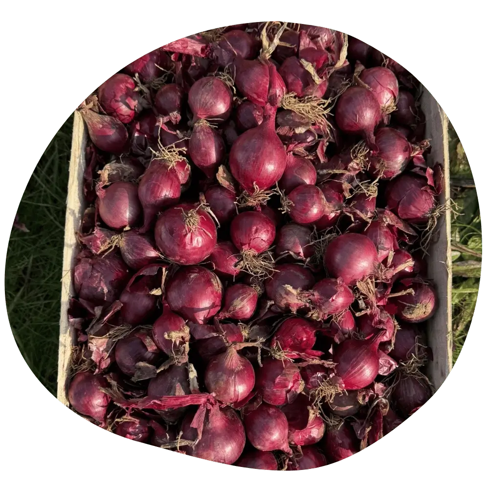 Oignons rouges