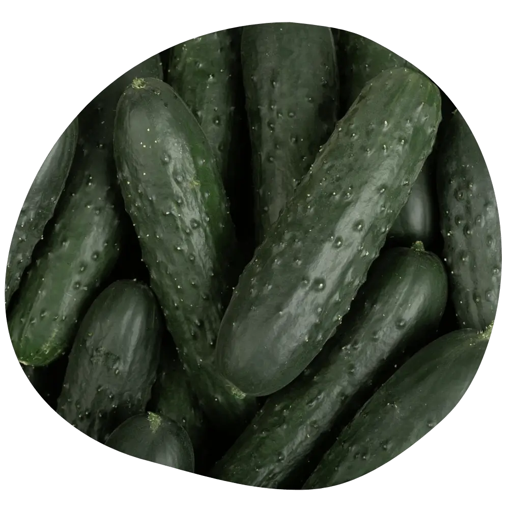 Concombre