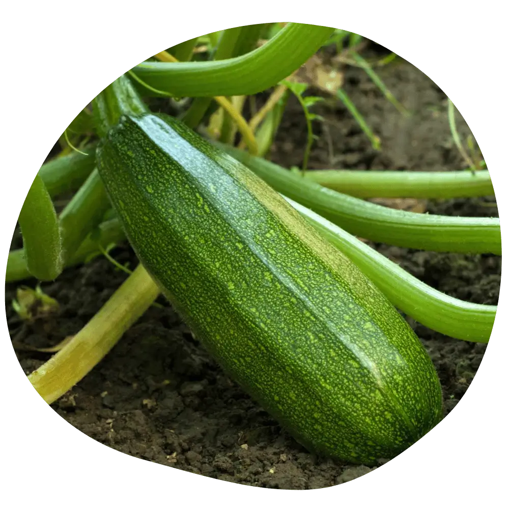 Courgettes