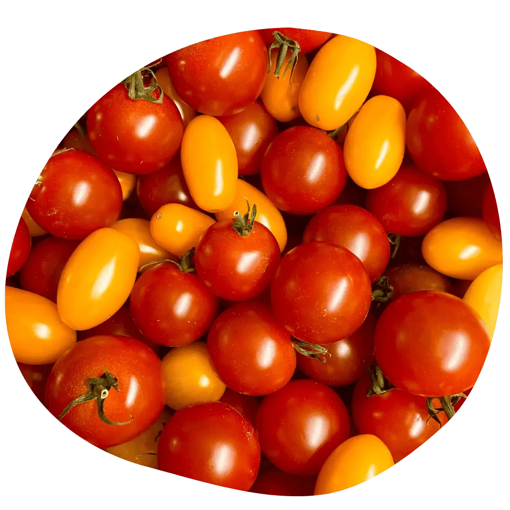 Tomates cerises mélangées