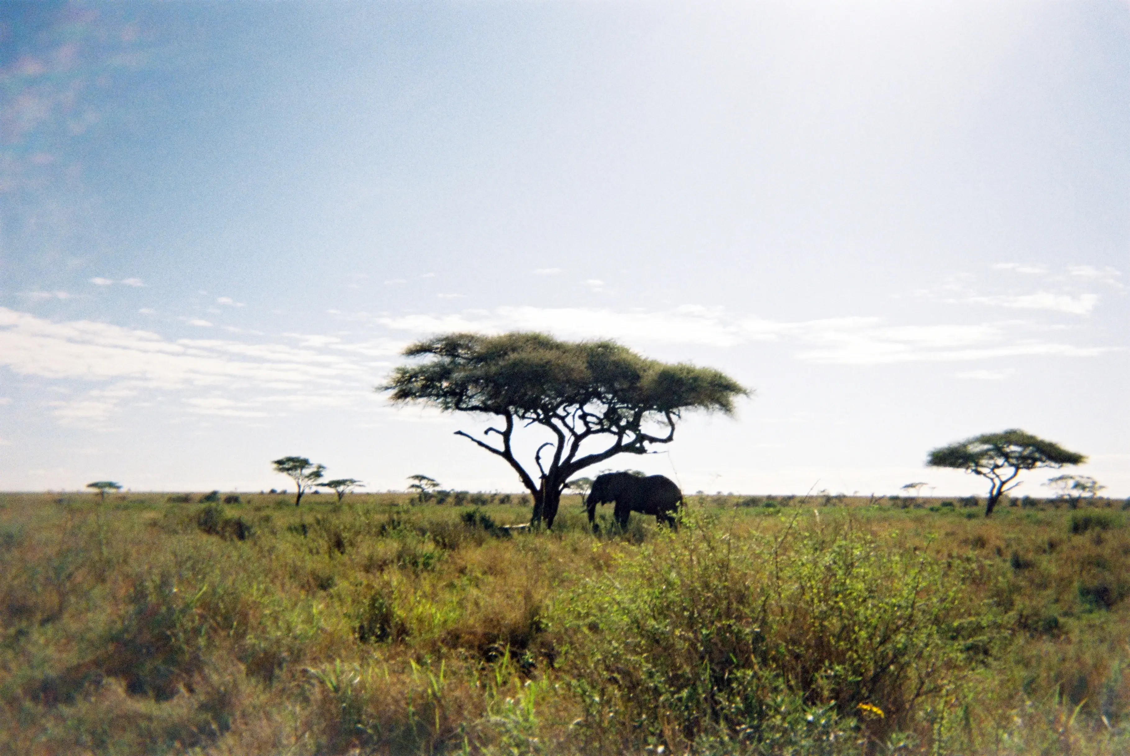 Tourists in safari vehicles with open roofs enjoying a sunny day in a grassy savanna.