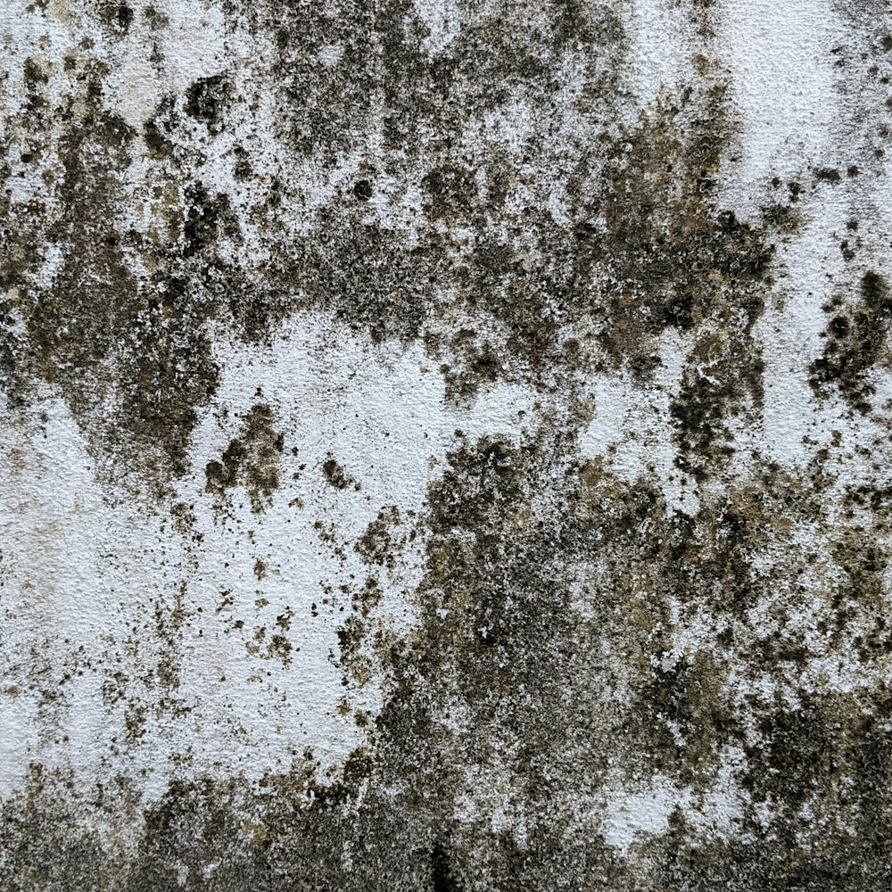 Close-up of heavy black mould growth on a painted wall