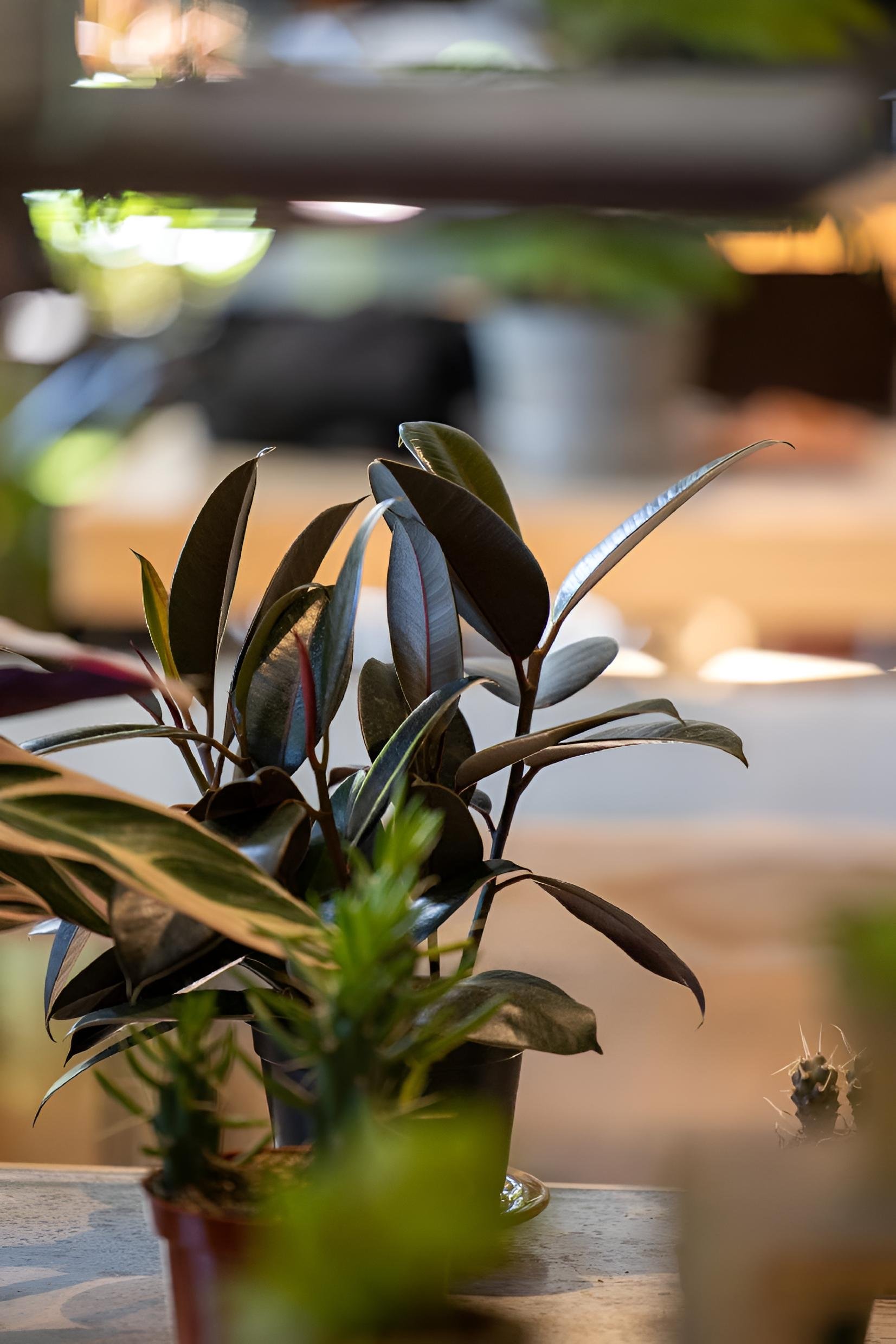 A closeup of a plant on a desk