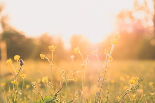 Things to do in the Spring