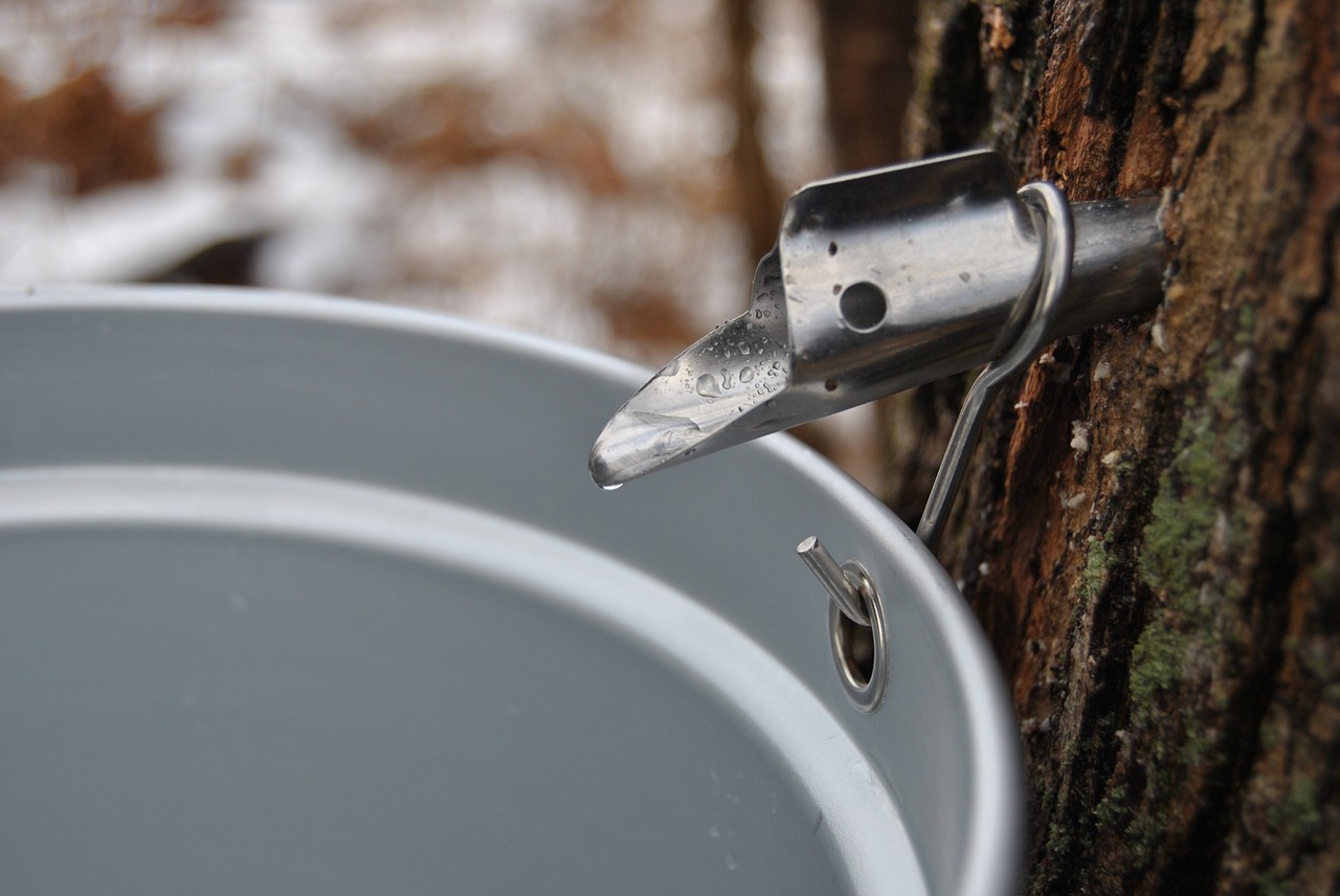 Volunteers Share Maple Syrup Making with Students