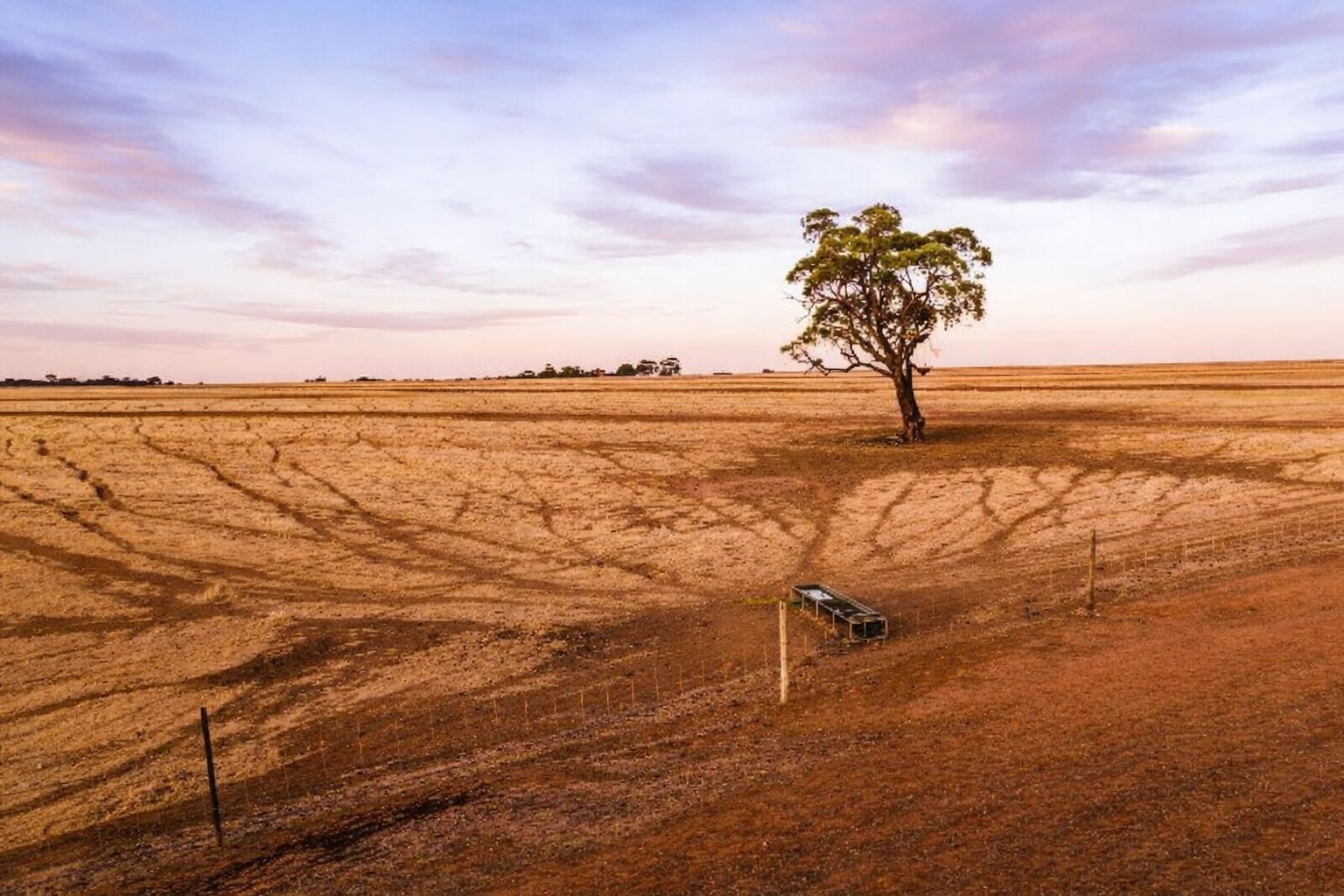 Dry farmland with livestock and fencing under drought conditions in South Australia.