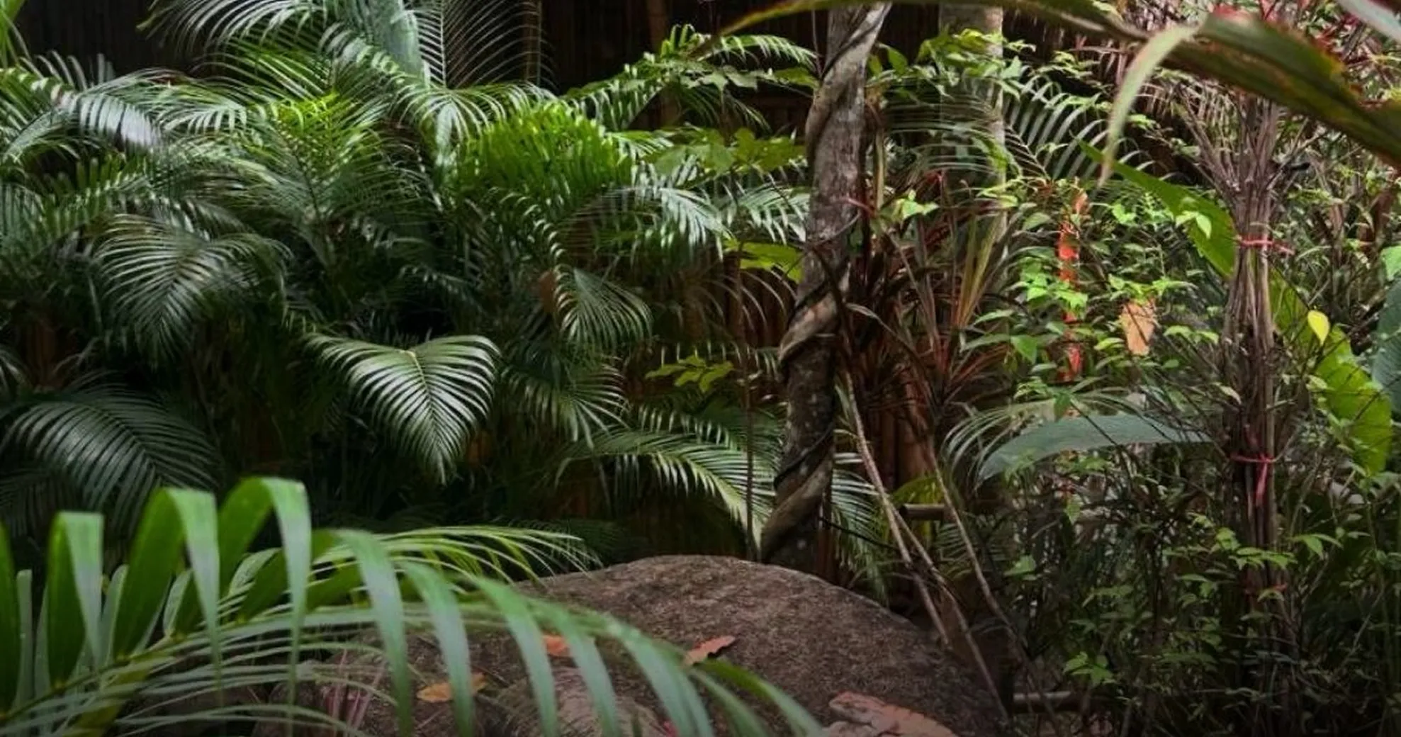 Tropical jungle foliage on Koh Phangan