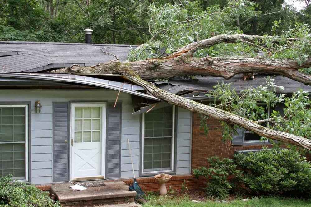 large tree has toppled across the roof