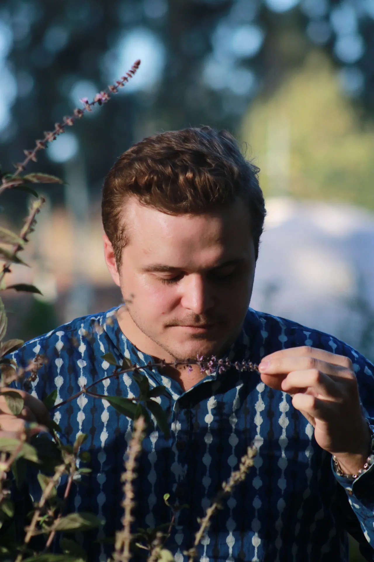 Victor Weber cueillant une tige de basilic en fleur dans un jardin, illustrant son approche botanique
