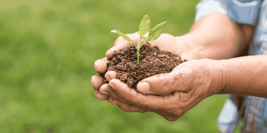 mains tenant de la terre et une plante