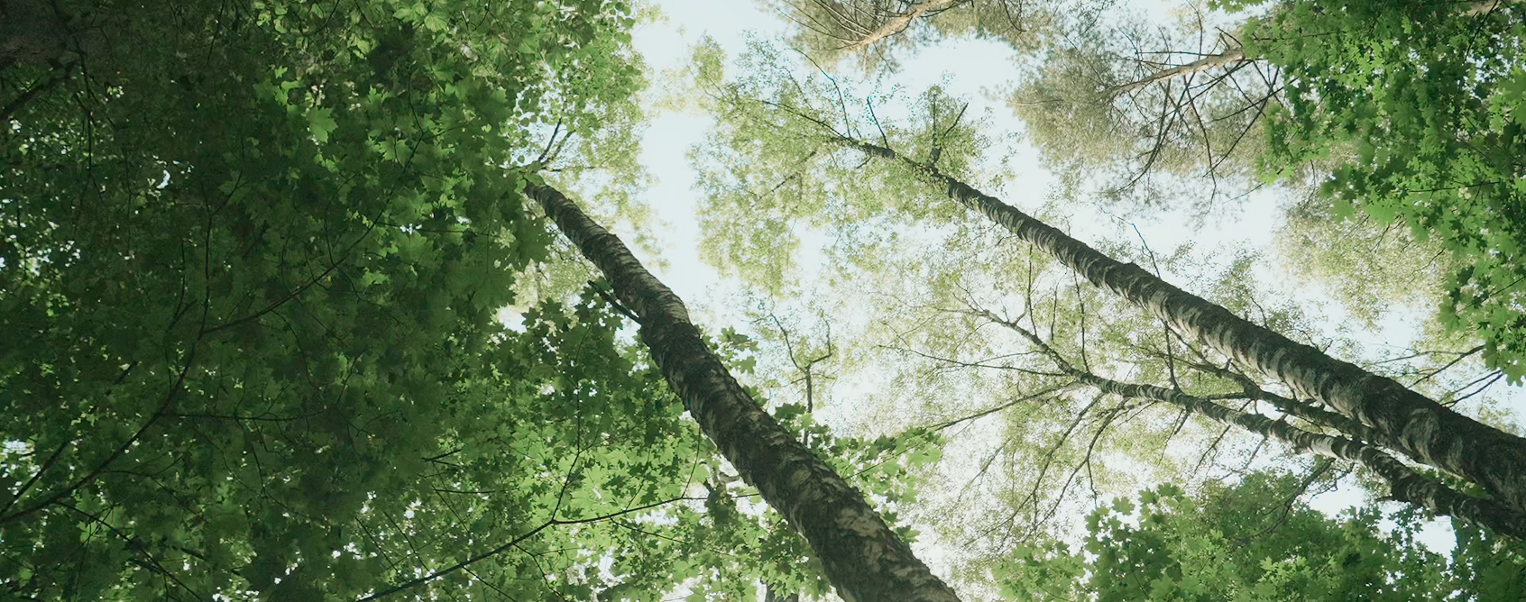 View looking up at tall birch trees with green leaves against a bright sky.