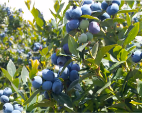 Clusters of ripe and unripe blueberries growing on leafy green bushes in sunlight.