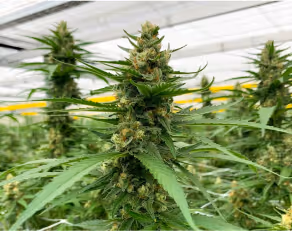 Close-up of mature cannabis plants with dense buds growing indoors under a greenhouse roof.
