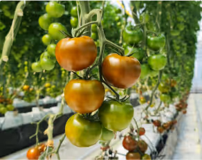 Cluster of tomatoes ripening on the vine inside a greenhouse, showing green to orange hues.