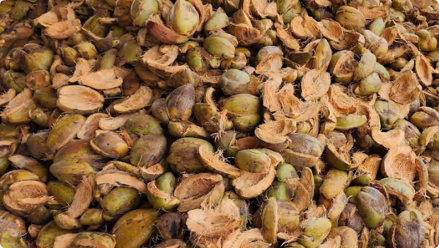 Pile of green and brown nut shells with fibrous husks scattered on a surface.