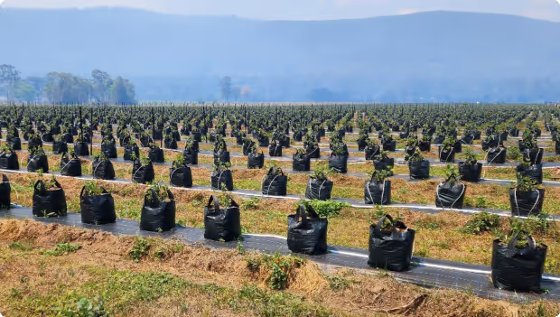 Agricultural field with young plants growing in black plastic bags arranged in rows, with mountains in the background.