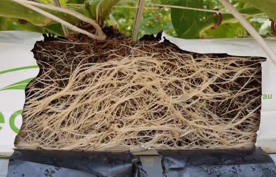 Close-up of densely packed white plant roots growing in soil within a plastic-covered hydroponic system.