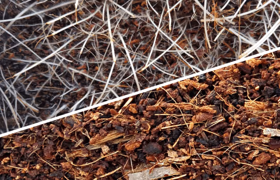 Split image showing network of intertwined white roots above and rich, dark brown mulch soil below.