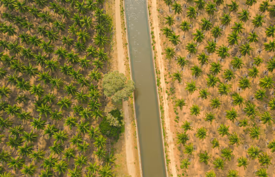 Aerial view of a narrow canal running between two large agricultural fields with rows of green plants.