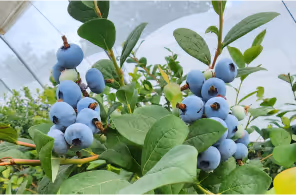Clusters of ripe blueberries growing on green leafy bushes inside a greenhouse.