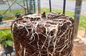 Soil block with white plant roots growing throughout against a blurred outdoor background.