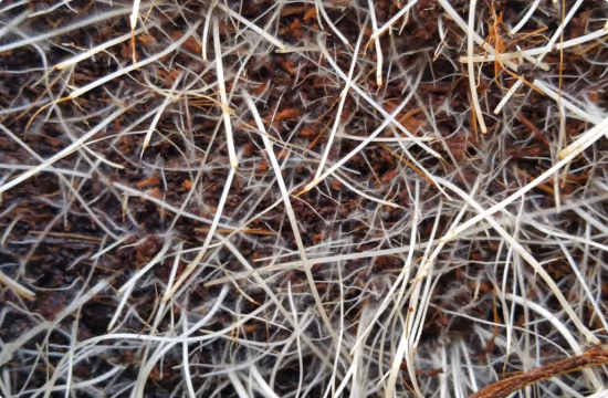 Close-up of tangled dry grass and small brown pine cones with fine white threads.