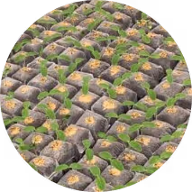 Rows of young green plants growing in black planting bags arranged in a circular pattern.