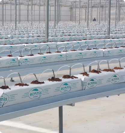 Rows of white Ecotmix bags filled with soil in a greenhouse, used for planting crops.