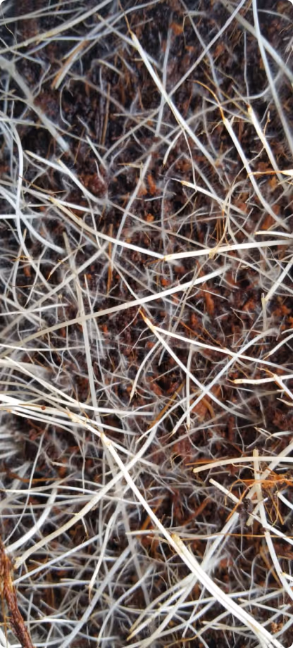 Close-up of plant roots growing through dark soil with dry grass or straw scattered on the surface.