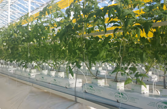 Rows of tomato plants growing in a greenhouse using EcoMix hydroponic systems.