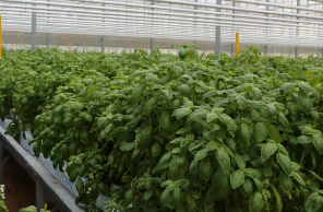 Rows of lush green basil plants growing in an indoor greenhouse.