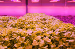 Indoor hydroponic farm with rows of green leafy vegetables under purple grow lights.