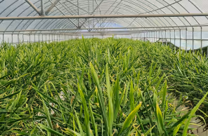 Green leafy vegetables growing densely inside a large greenhouse with a curved transparent roof.