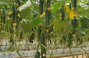 Rows of cucumber plants with green cucumbers and yellow flowers in a greenhouse.