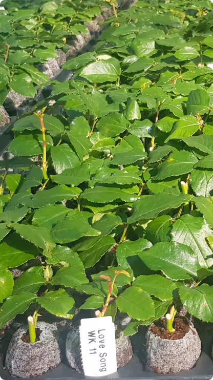 Rows of young green rose plants labeled 'Love Song WK 11' in small containers for propagation.