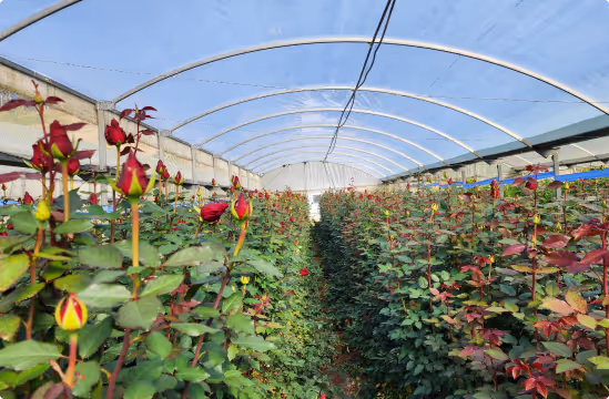 Rows of red rosebuds growing inside a large greenhouse with a curved translucent roof.