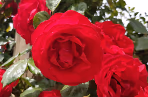 Close-up of vibrant red roses with green leaves in natural light.