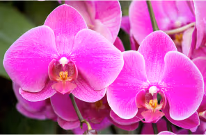 Close-up of vibrant pink orchid flowers with yellow and white centers against a blurred green background.