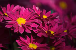 Close-up of vibrant purple daisies with bright yellow centers clustered together.